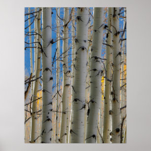Aspen Groves Colorado Rocky Mountains Poster