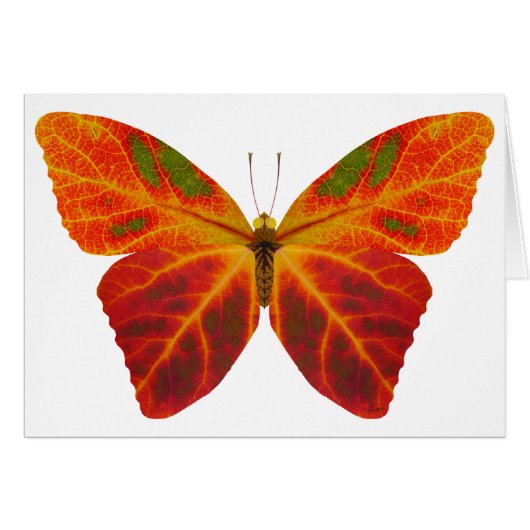 Aspen Leaf Butterfly 2 Cards (Front Horizontal)