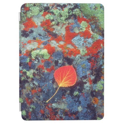 Aspen leaf on a lichen covered rock iPad air cover