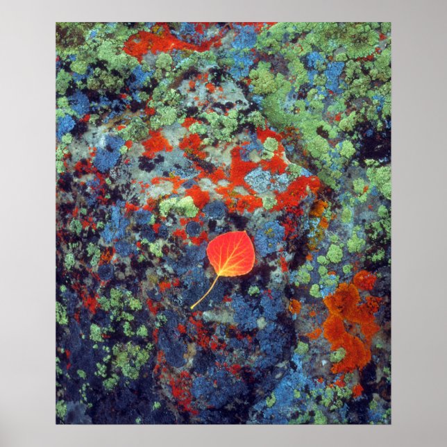 Aspen leaf on a lichen covered rock poster (Front)