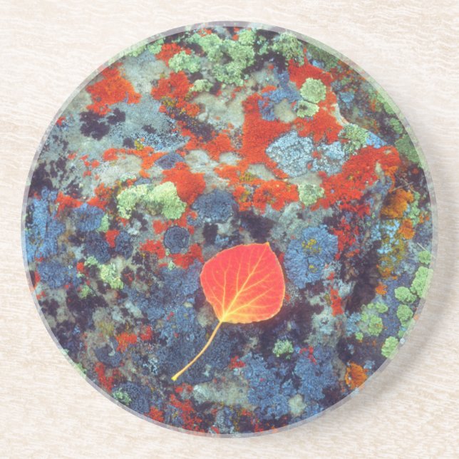 Aspen leaf on a lichen covered rock sandstone coaster (Front)