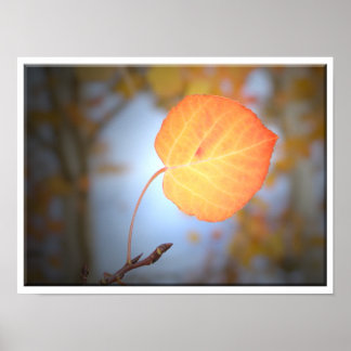 Aspen Leaf Points the Way Poster