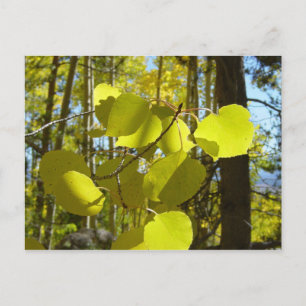 Aspen leaf postcard