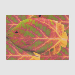 Aspen Leaf Tropical Fish 1 Tissue Paper