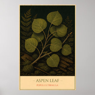 Aspen Leaf – Vintage Botanical Illustration Poster