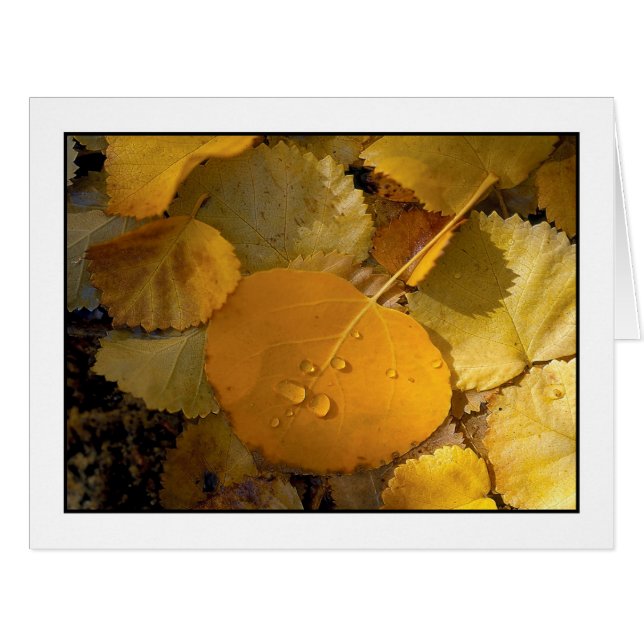 "Aspen Leaves - Rock Creek Canyon" (Front Horizontal)