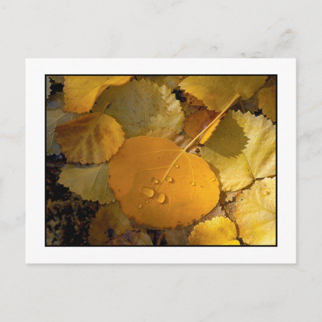 "Aspen Leaves - Rock Creek Canyon" Postcard (Front)