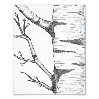 Aspen  photo print