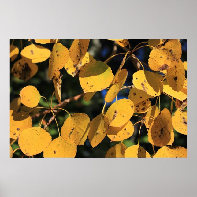 Aspen Poplar Leaves in Autumn Poster (Front)