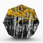 Aspen Touch of Orange Award<br><div class="desc">A high contrast black and white of an aspen tree grove with selective Colorado on some of the bright orange color of the leaves. Photo: © James "Bo" Insogna</div>