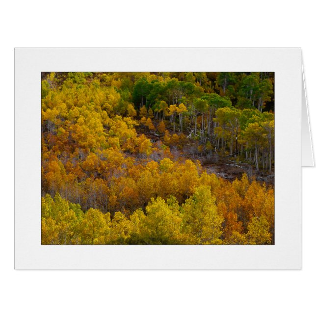 "Aspen Tree Hill" Cards (Front Horizontal)