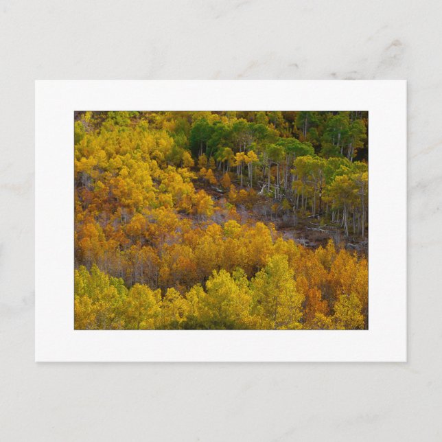 "Aspen Tree Hill" Postcard (Front)