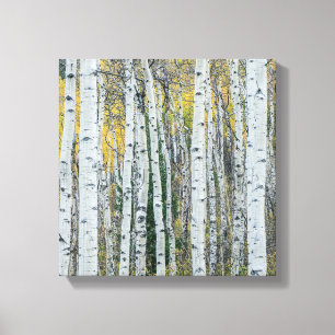 Aspen Tree Trunks Aspen, Colorado Canvas Print