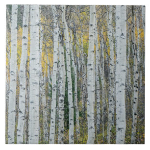 Aspen Tree Trunks Aspen, Colorado Ceramic Tile