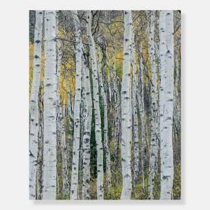 Aspen Tree Trunks   Aspen, Colorado Foam Board