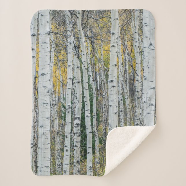 Aspen Tree Trunks | Aspen, Colorado Sherpa Blanket (Front)