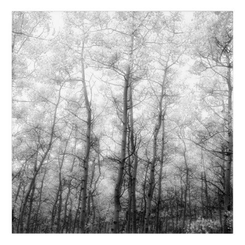 Aspen Trees _ Black  White Acrylic Print