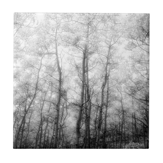 Aspen Trees - Black & White Ceramic Tile (Front)