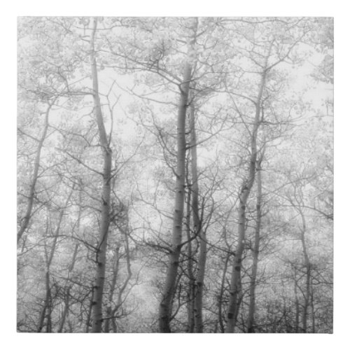 Aspen Trees _ Black  White Faux Canvas Print