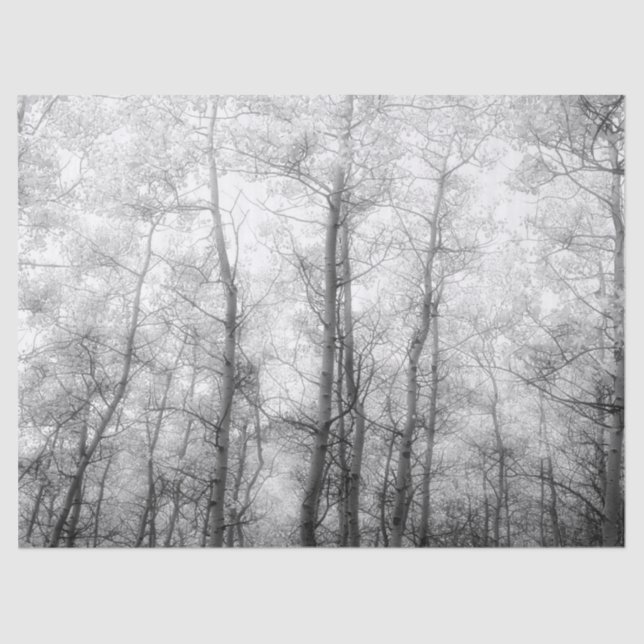 Aspen Trees - Black & White Tissue Paper (Front)