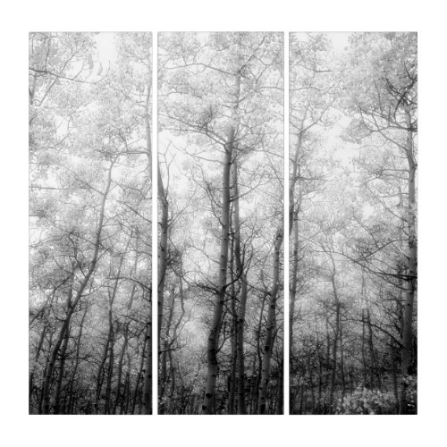 Aspen Trees _ Black  White Triptych