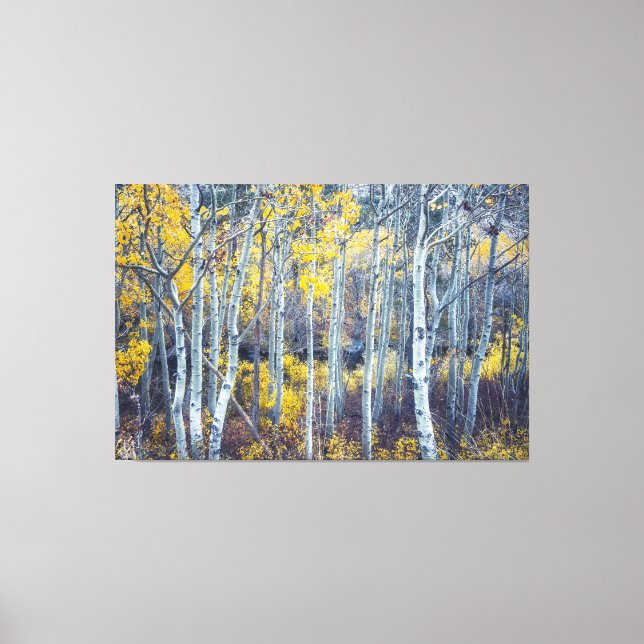Aspen Trees Forest in Fall Foliage Canvas Print (Front)