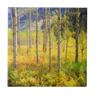 Aspen Trees in Autumn in the Rockies Ceramic Tile