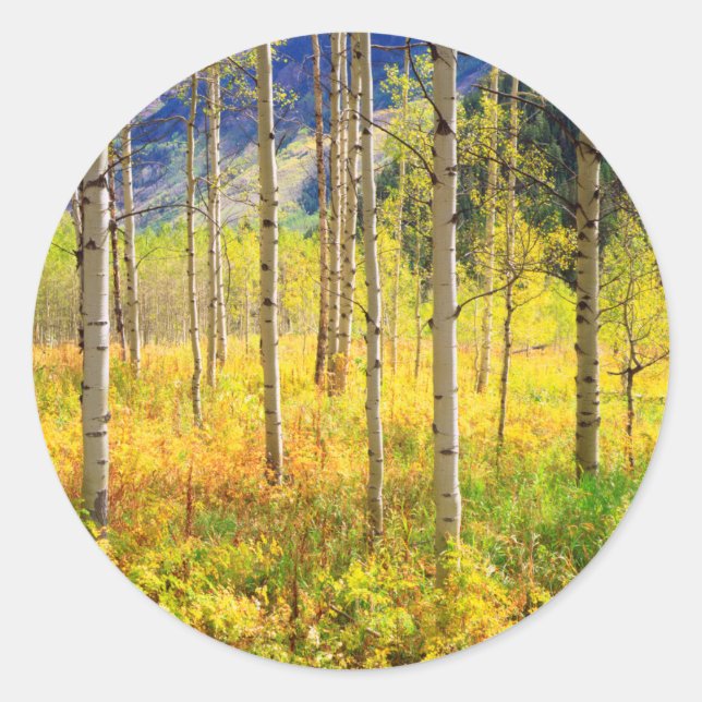 Aspen Trees in Autumn in the Rockies Classic Round Sticker (Front)