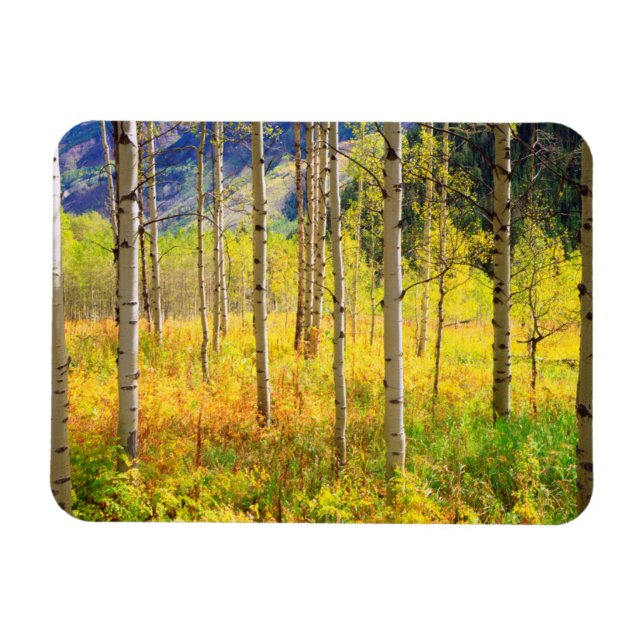 Aspen Trees in Autumn in the Rockies Magnet (Horizontal)