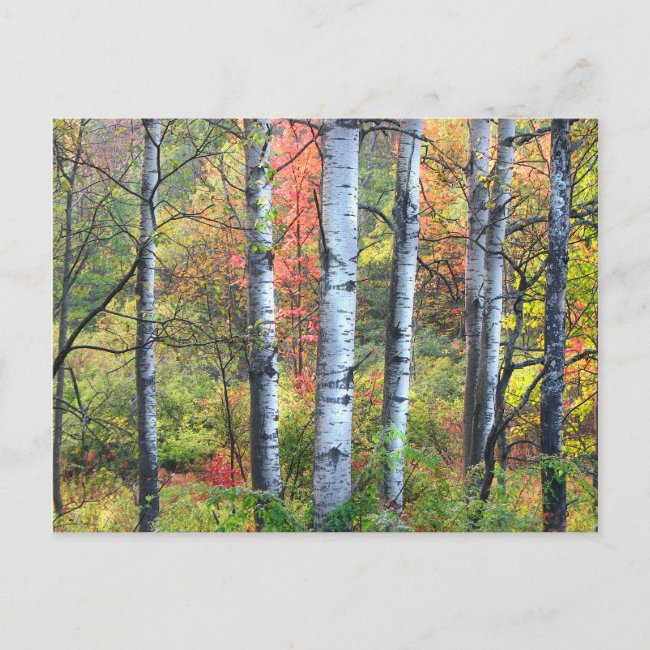 Aspen Trees in Autumn Postcard