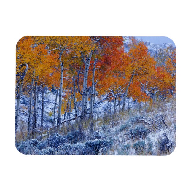 Aspen trees in Fall colors, Bighorn Mountains, Magnet (Horizontal)