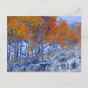 Aspen trees in Fall colors, Bighorn Mountains, Postcard