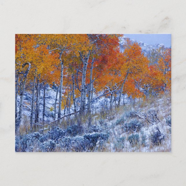 Aspen trees in Fall colors, Bighorn Mountains, Postcard (Front)