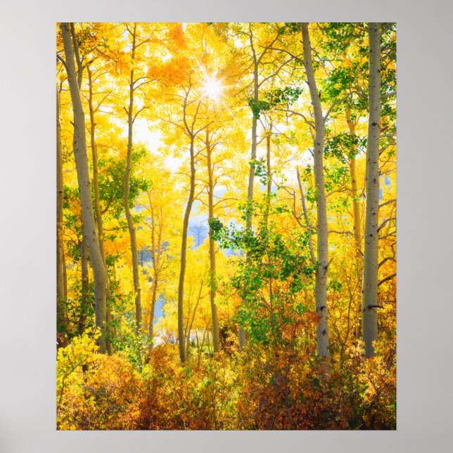 Aspen Trees In Fall | Sierra Nevada Mountains, CA Poster (Front)