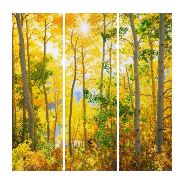 Aspen Trees In Fall | Sierra Nevada Mountains, CA Triptych (Front)