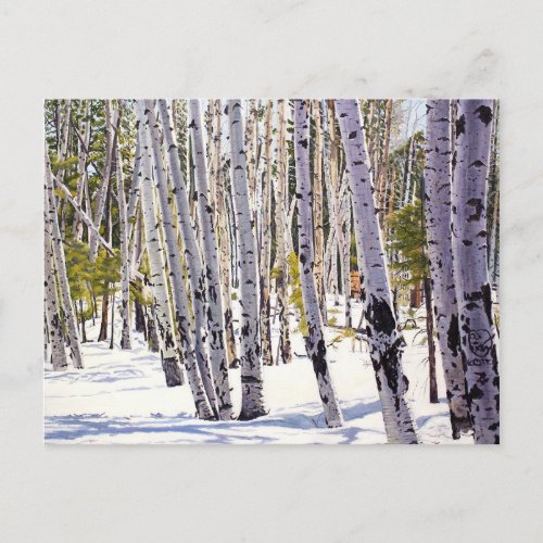 Aspen Trees in the Forest Postcard