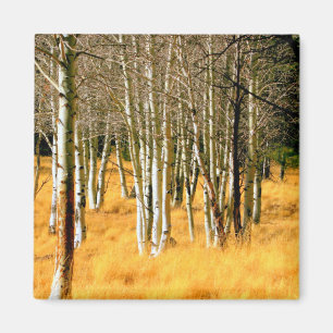 aspen trees magnet