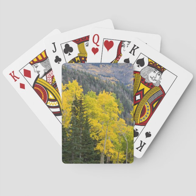 Aspen Trees (Populus Tremuloides) And Conifers 2 Poker Cards (Back)