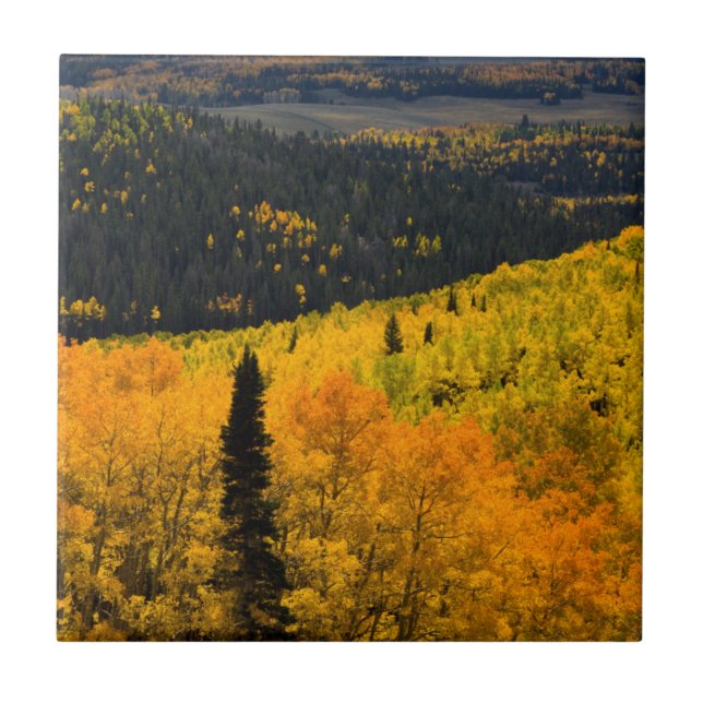 Aspen Trees (Populus Tremuloides) And Conifers Ceramic Tile (Front)