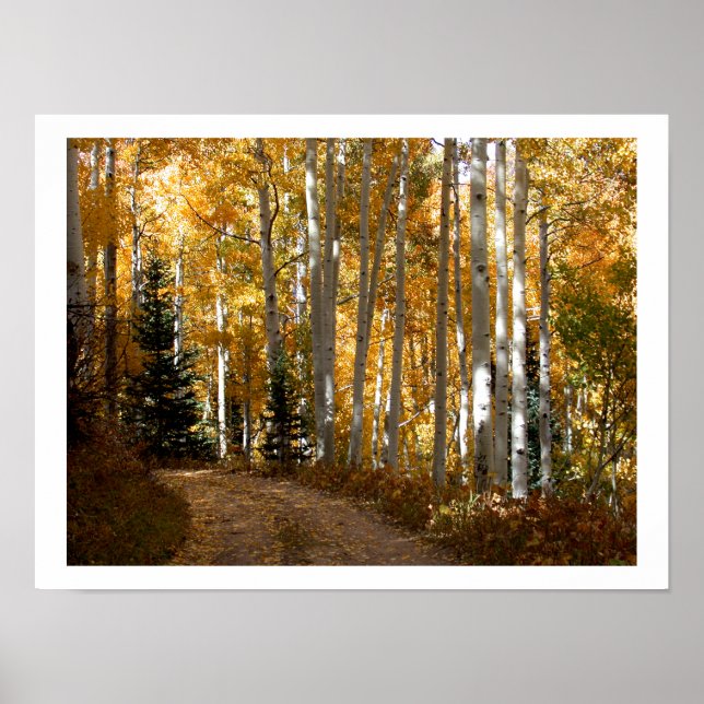 Aspen Trees Poster (Front)