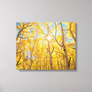 Aspen Trees Sierra Nevada Mountains, CA Canvas Print