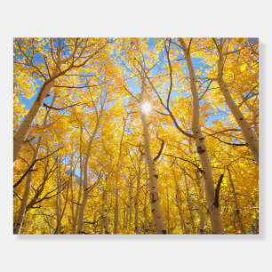 Aspen Trees Sierra Nevada Mountains, CA Foam Board