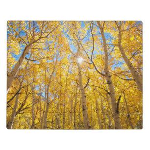 Aspen Trees   Sierra Nevada Mountains, CA Jigsaw Puzzle
