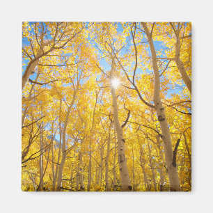 Aspen Trees Sierra Nevada Mountains, CA Magnet