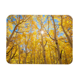 Aspen Trees | Sierra Nevada Mountains, CA Magnet