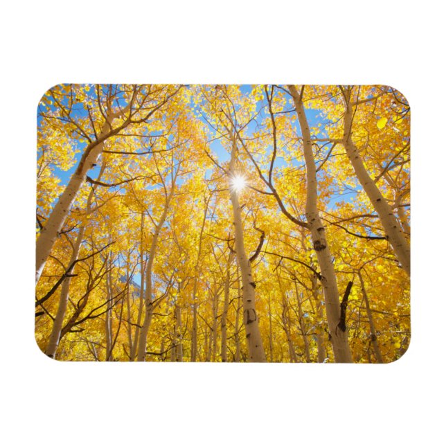 Aspen Trees | Sierra Nevada Mountains, CA Magnet (Horizontal)