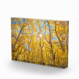 Aspen Trees   Sierra Nevada Mountains, CA Photo Block