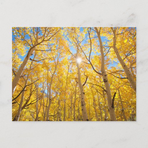 Aspen Trees  Sierra Nevada Mountains CA Postcard