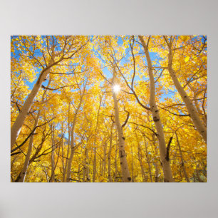 Aspen Trees   Sierra Nevada Mountains, CA Poster