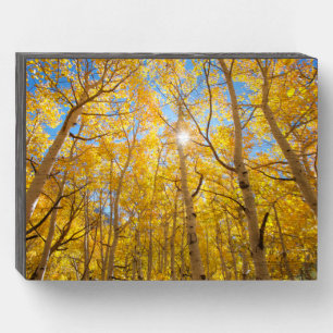 Aspen Trees   Sierra Nevada Mountains, CA Wooden Box Sign